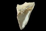 Bargain, Fossil Shark (Cretoxyrhina) Tooth - Kansas #142954-1